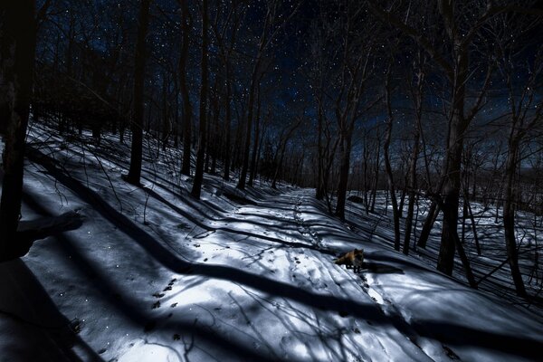 A fox on a night road among dark trees