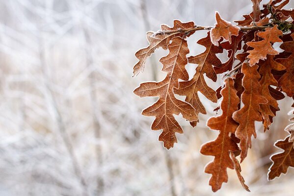 Brown oak foliage on a winter background