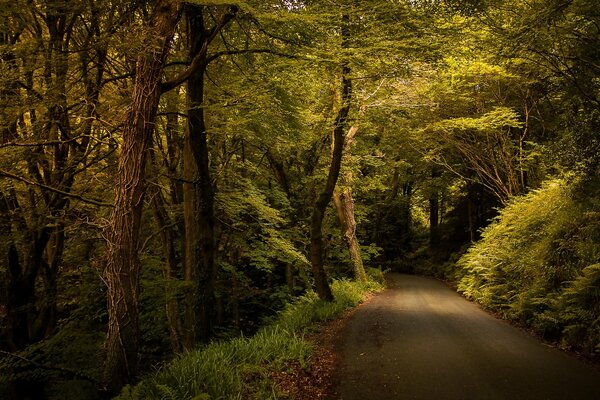 Waldstraße im grünen Wald