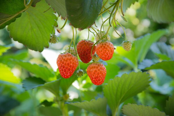 Bright strawberries in the garden