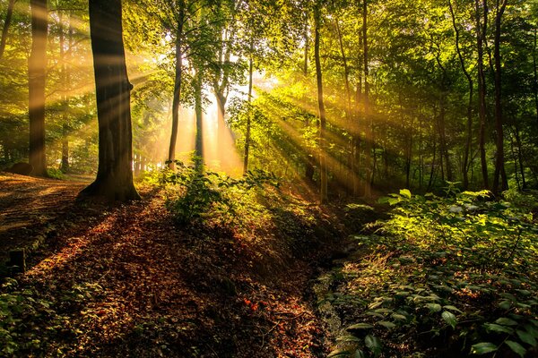 Les rayons du soleil dans la forêt plus souvent