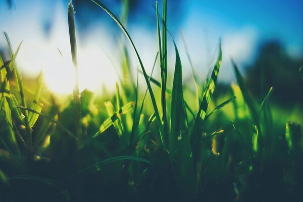 Herbe sur fond de ciel ensoleillé