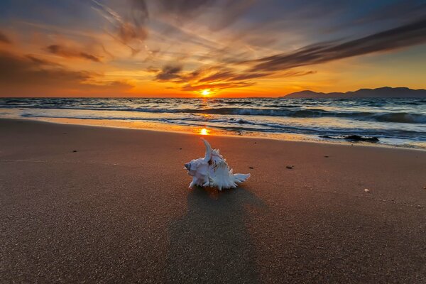 A shell on a sandy beach. The setting sun