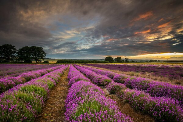 Coucher de soleil dans le champ de lavande