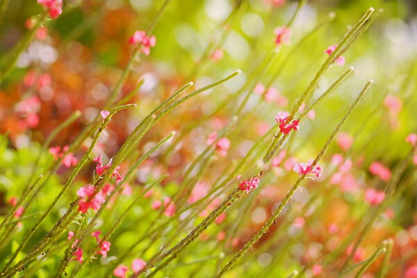 The tenderness of pink in summer