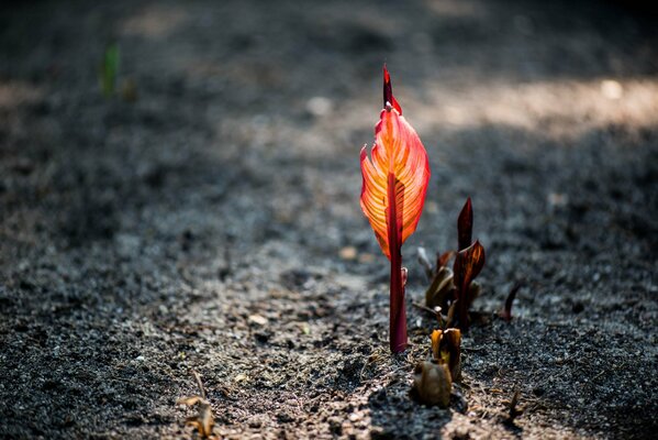 Red leaf sprout in God