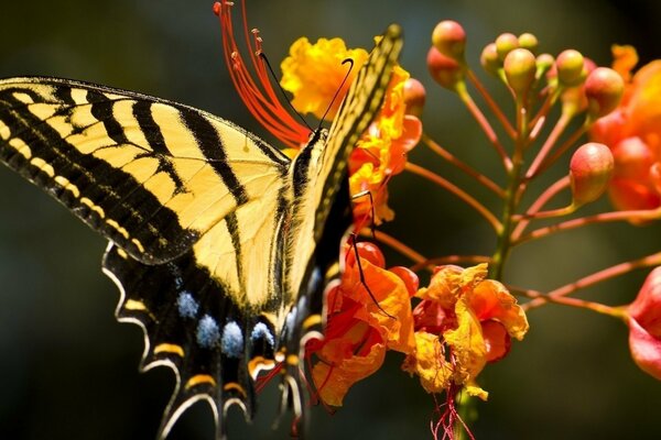 Mariposa sobre fondo de flores