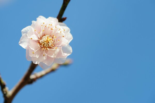 Fleur de printemps sur une branche d arbre