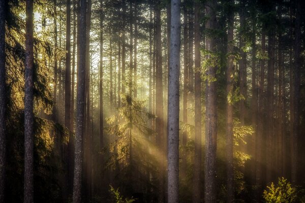 Forêt avec les rayons du soleil du matin