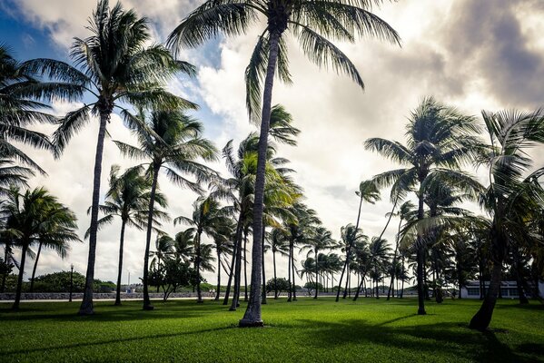 Art deco palm trees in miami