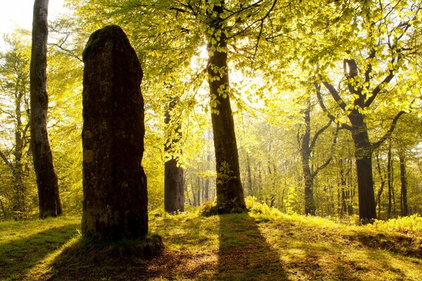 Herbstlicher Wald in der Sonne