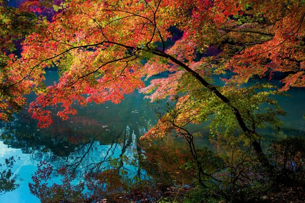 Multicolored autumn in crimson leaves