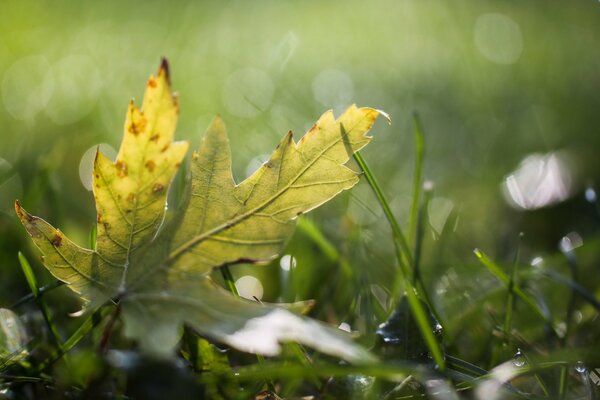 Blatt auf grünem Gras mit Tau