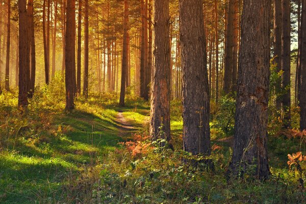 Sonnenstrahlen im dichten Wald