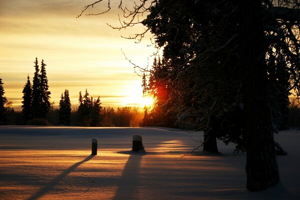 Bellissimo tramonto invernale nella foresta