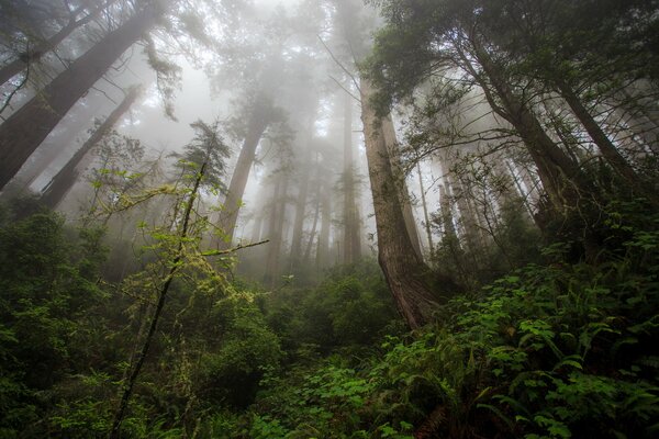 Forest in Redwood Paradise, Northern California