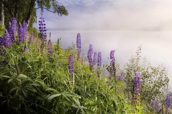 Le brouillard a couvert le lac, seules les fleurs sont visibles