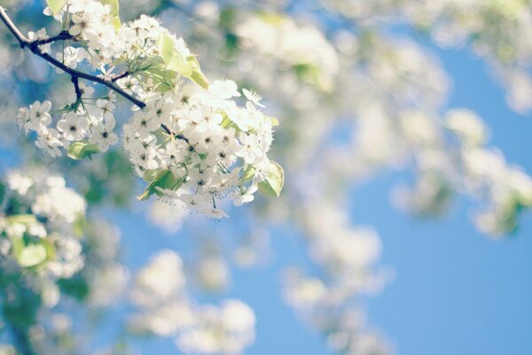 Cherry tree on the sky background