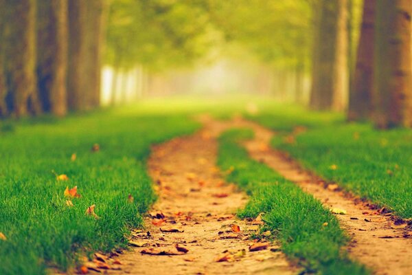 A green path in a sunny summer forest