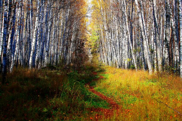 Claro entre abedules en el bosque