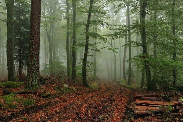 Misty forest. Nature froze in anticipation of the light