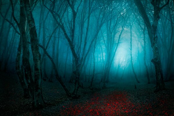 Bosque oscuro nocturno con árboles sin hojas