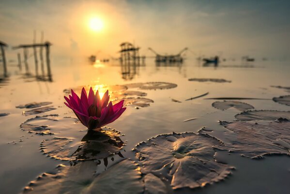 Thailand. Lotus auf dem Hintergrund der reflektierenden Sonne. Reflexion des Grases auf dem Wasser