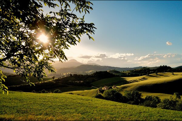 Parmi les collines et les champs, le soleil brille à travers les branches d un arbre