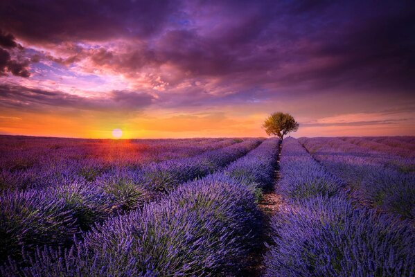 Purple field of flowers at sunset