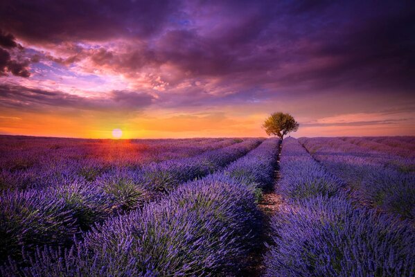 Champ de fleurs violettes au coucher du soleil