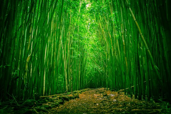 Bosque de bambú en el parque nacional Haleakala