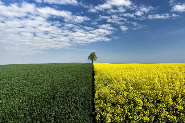 Arbre à la frontière de différents champs