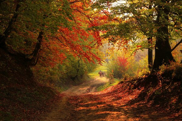 Auf der Herbststraße im Wald fährt ein Wagen mit einem Pferd