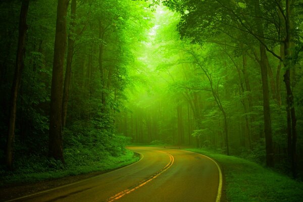 Walk along the road surrounded by spring forest