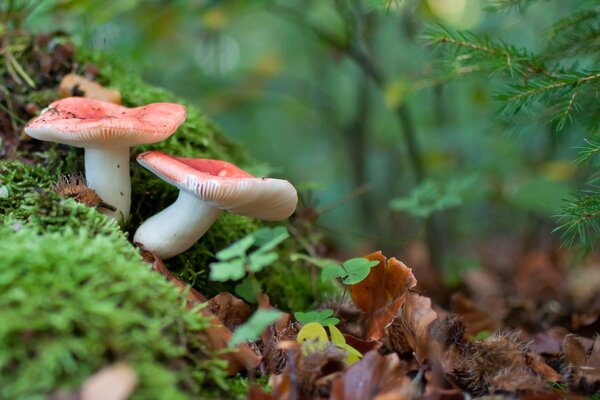 Deliziosi funghi nella foresta autunnale