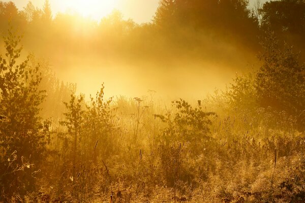 Bella alba in una fitta foresta