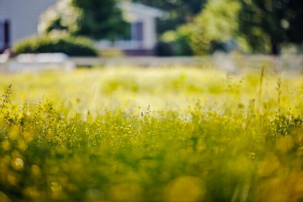 Summer day in macro shooting