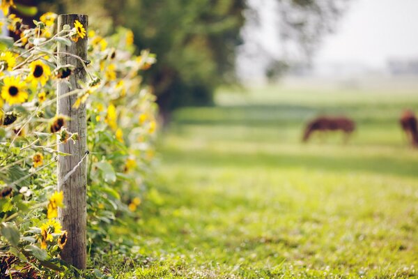 Summer. Freshly cut grass. Morning