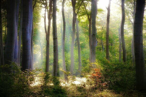 Foresta dall interno, natura incontaminata