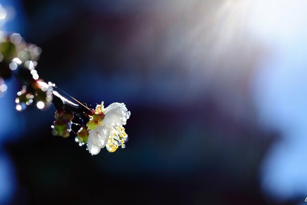 Im Frühling berührt die Sonne die Blume eines Obstbaums