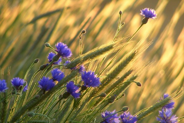 A field of cereals and flowers. Purple flowers and wheat