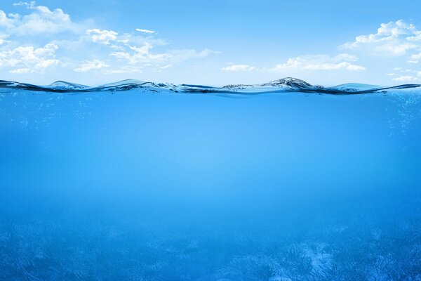 Plants underwater in the ocean