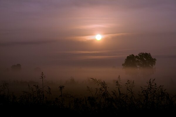 Grass and trees in the fog are drawn to the sun