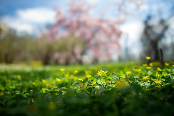 Зелёная лужайка с милыми цветами
