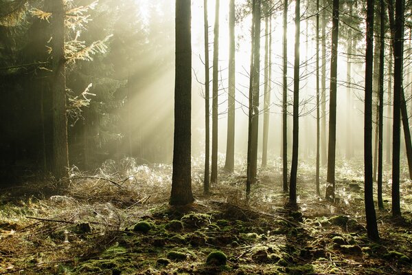 Misteriosos rayos de sol a través de los árboles en un bosque de coníferas