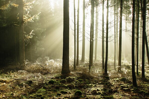 Misteriosi raggi di sole attraverso gli alberi nella foresta di conifere
