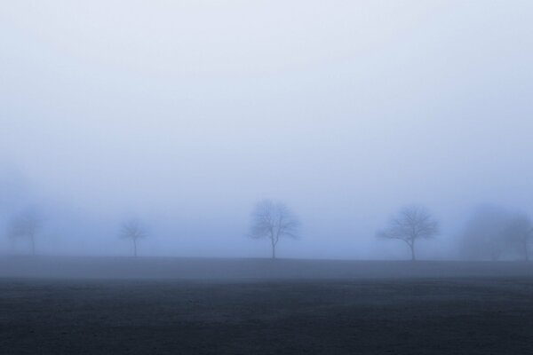 A line of trees in a gloomy autumn fog