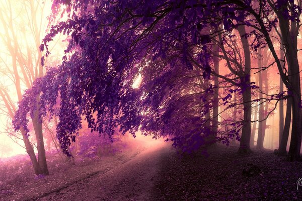 Ein Wald mit violetten Blättern und eine Waldstraße