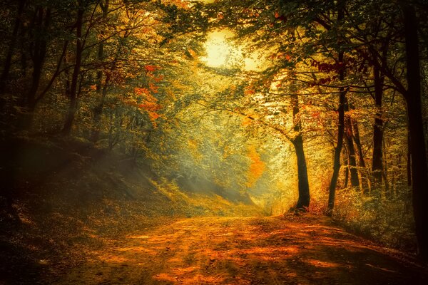 Bosque de otoño. La belleza de la temporada de otoño