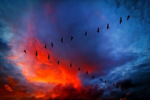 Cuña de pájaros volando en el cielo rojo y azul